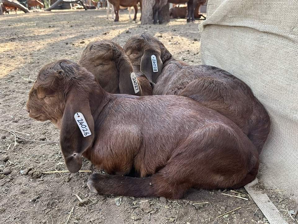 FB_IMG_1719518008693