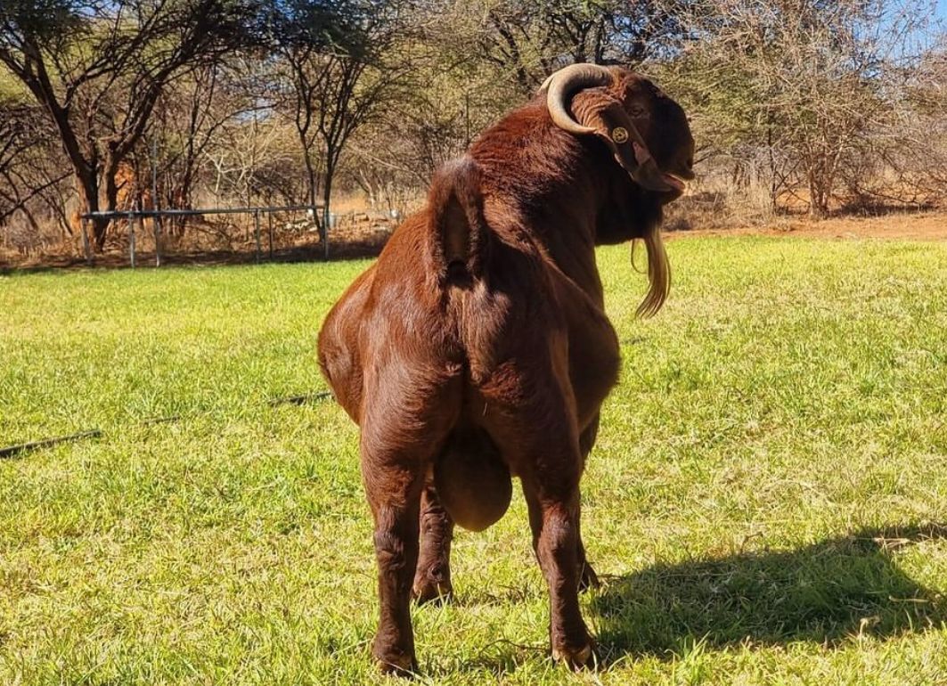 KaumoniGoatStud